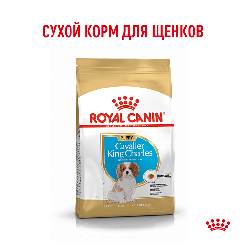 Royal Canin Cavalier King Charles Puppy Корм сухой полнорационный для собак - Специально для щенков породы Кавалер кинг чарльз спаниель в возрасте до 10 месяцев