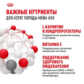 Royal Canin Maine Coon Kitten Корм сухой сбалансированный для котят породы Мэйн Кун