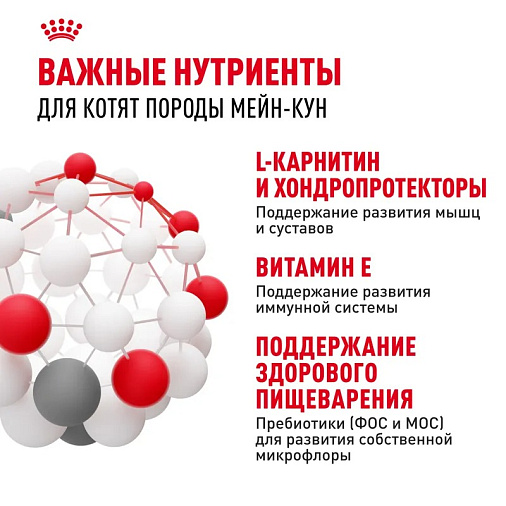 Royal Canin Maine Coon Kitten Корм сухой сбалансированный для котят породы Мэйн Кун