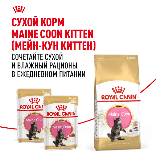 Royal Canin MAINE COON KITTEN Корм консервированный полнорационный для кошек - Специально для котят породы Мэйн Кун в возрасте до 15 месяцев (мелкие кусочки в соусе)