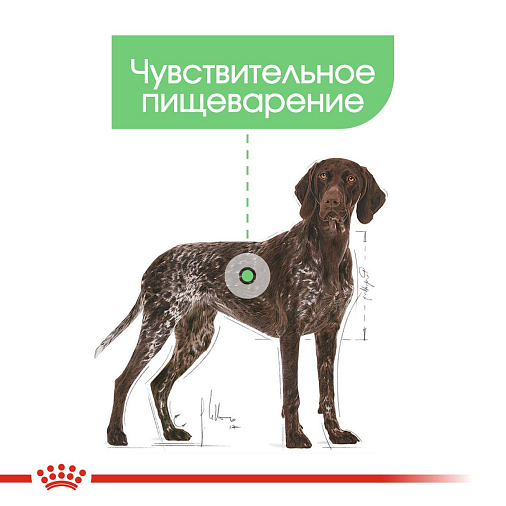 Royal Canin Digestive Care Canine Корм консервированный полнорационный для взрослых собак в возрасте 10 месяцев и старше, с чувствительным пищеварением (в паштете)