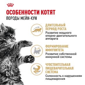 Royal Canin MAINE COON KITTEN Корм консервированный полнорационный для кошек - Специально для котят породы Мэйн Кун в возрасте до 15 месяцев (мелкие кусочки в соусе)