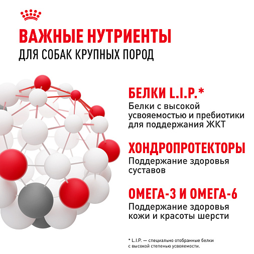 Royal Canin Maxi Adult Корм сухой для взрослых собак крупных размеров от 15 месяцев до 5 лет