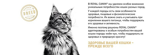 Royal Canin Maine Coon Adult Корм сухой сбалансированный для взрослых кошек породы Мэйн Кун