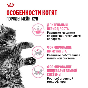 Royal Canin Maine Coon Kitten Корм сухой сбалансированный для котят породы Мэйн Кун