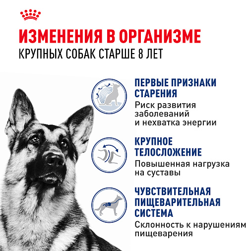 Royal Canin Maxi Ageing 8+ Корм сухой для стареющих собак крупных размеров от 8 лет и старше