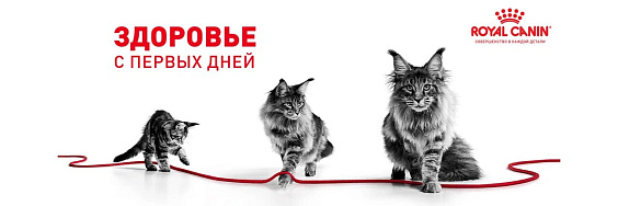 Royal Canin Kitten Корм сухой сбалансированный для котят в период второй фазы роста до 12 месяцев