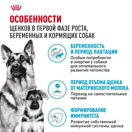 Royal Canin Maxi Starter Корм сухой для щенков крупных размеров до 2-х месяцев, беременных и кормящих сук