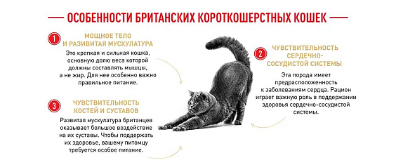 Royal Canin British Shorthair Adult Корм сухой сбалансированный для взрослых британских короткошерстных кошек