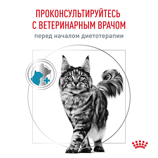 Royal Canin Skin & Coat (Скин энд Коат) Корм сухой для кошек для поддержания защитных функций кожи