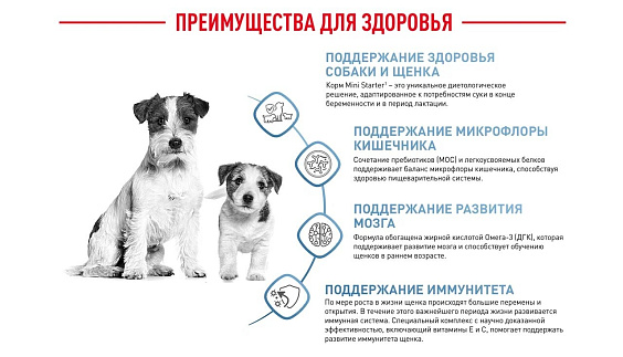 Royal Canin Mini Starter Корм сухой для щенков мелких размеров до 2-х месяцев, беременных и кормящих сук